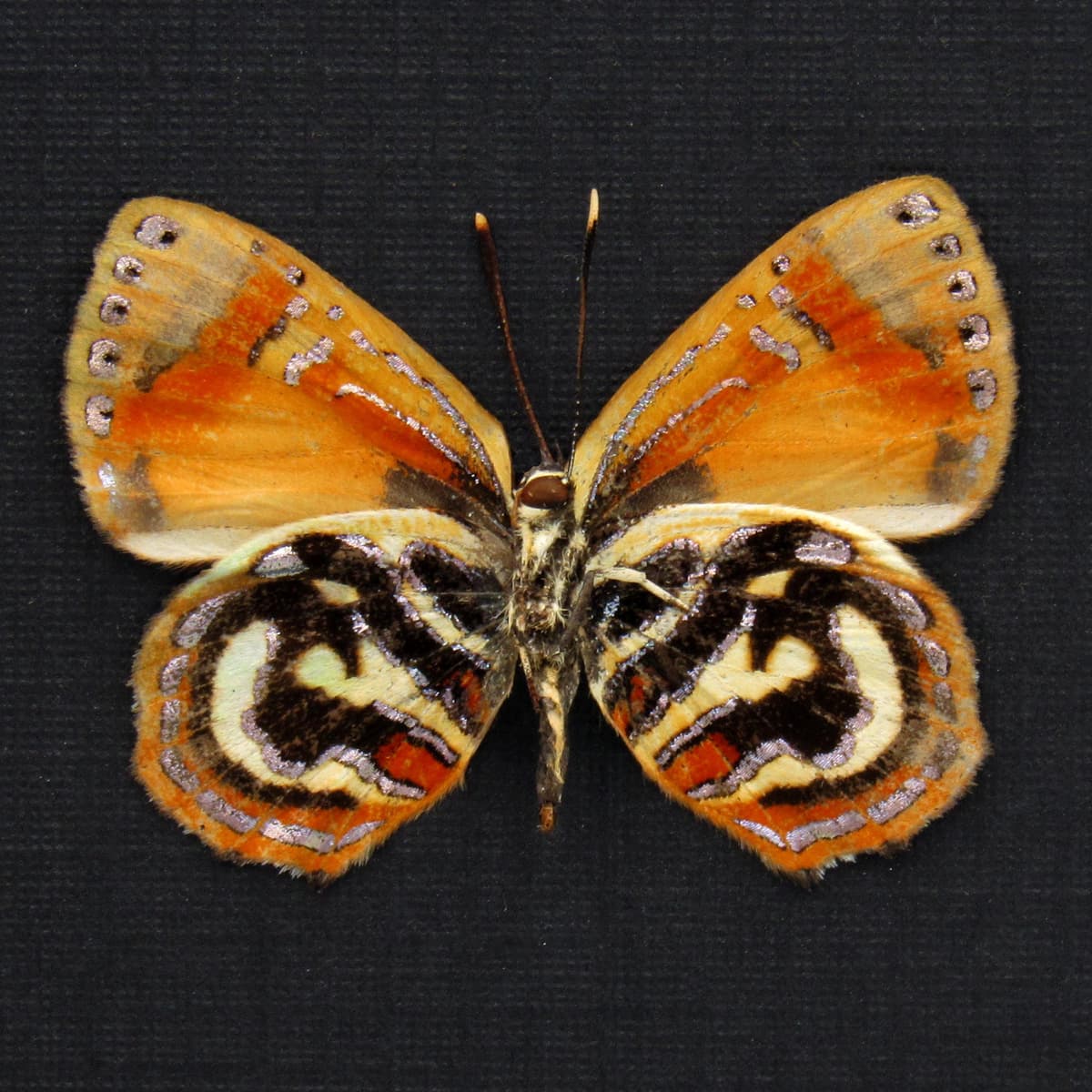 Rare metallic Jewel butterfly framed taxidermy - Hypochrysops hypates zeuxis