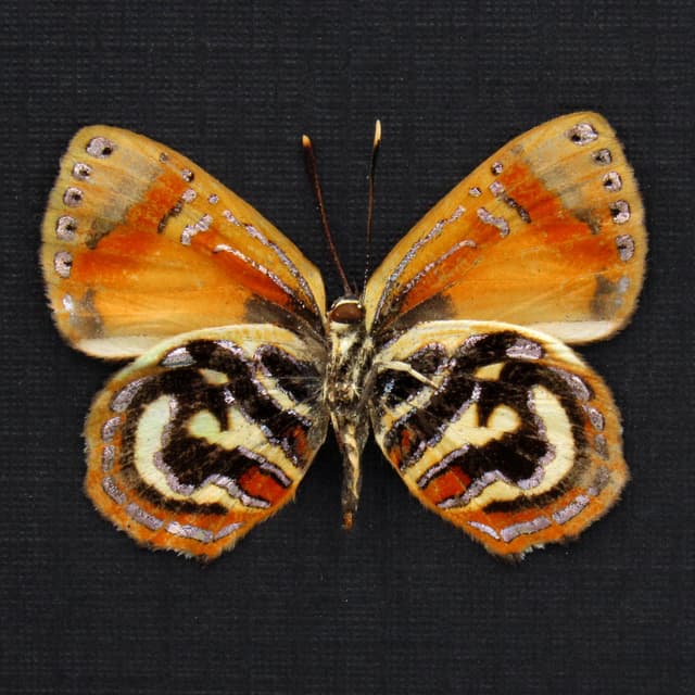 Rare metallic Jewel butterfly framed taxidermy - Hypochrysops hypates zeuxis