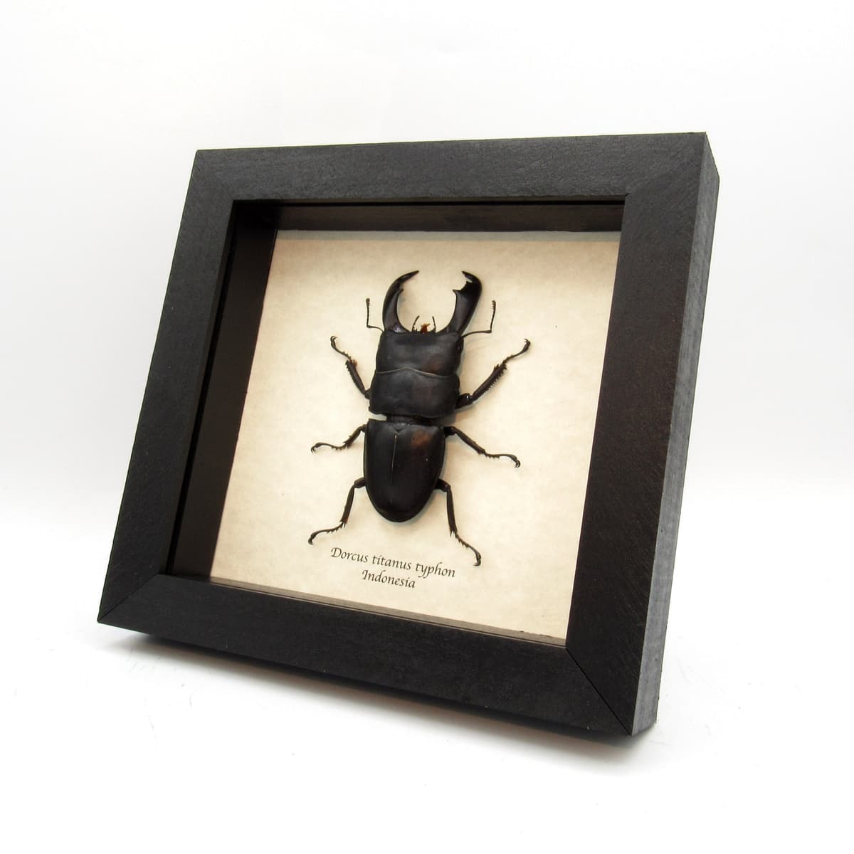 Real Giant Stag beetle framed taxidermy - Dorcus titanus typhon
