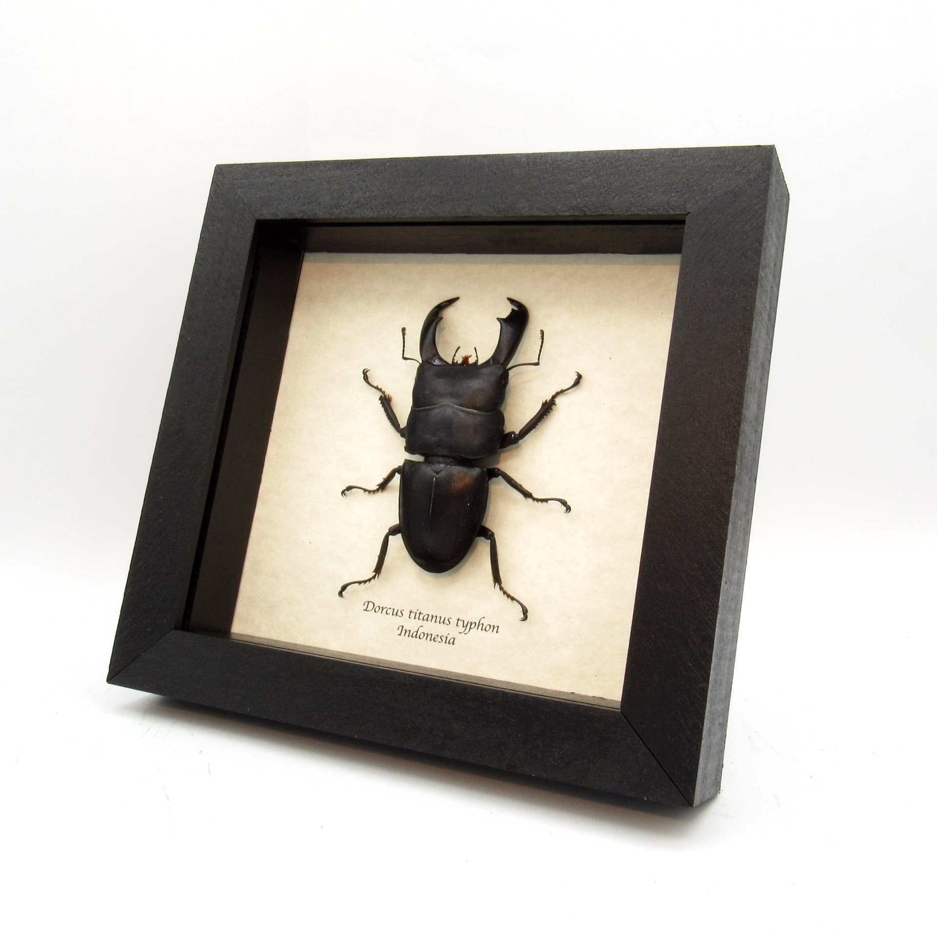 Real Giant Stag beetle framed taxidermy - Dorcus titanus typhon