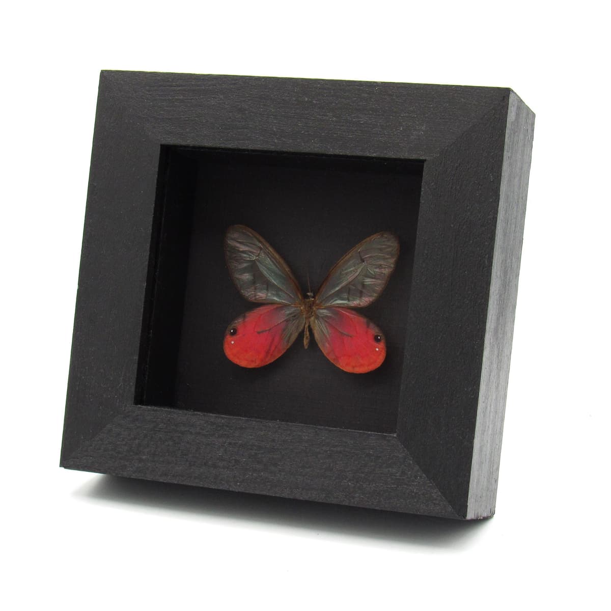 Real pink Blushing Phantom butterfly framed taxidermy - Cithaerias pireta aurorina