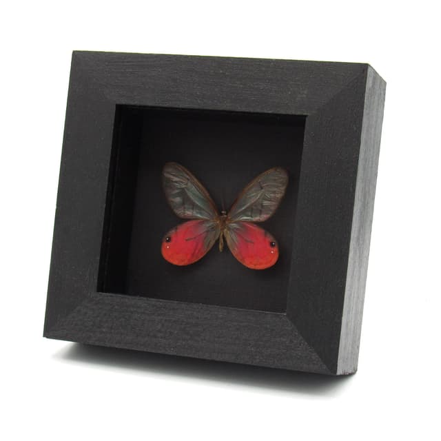 Real pink Blushing Phantom butterfly framed taxidermy - Cithaerias pireta aurorina