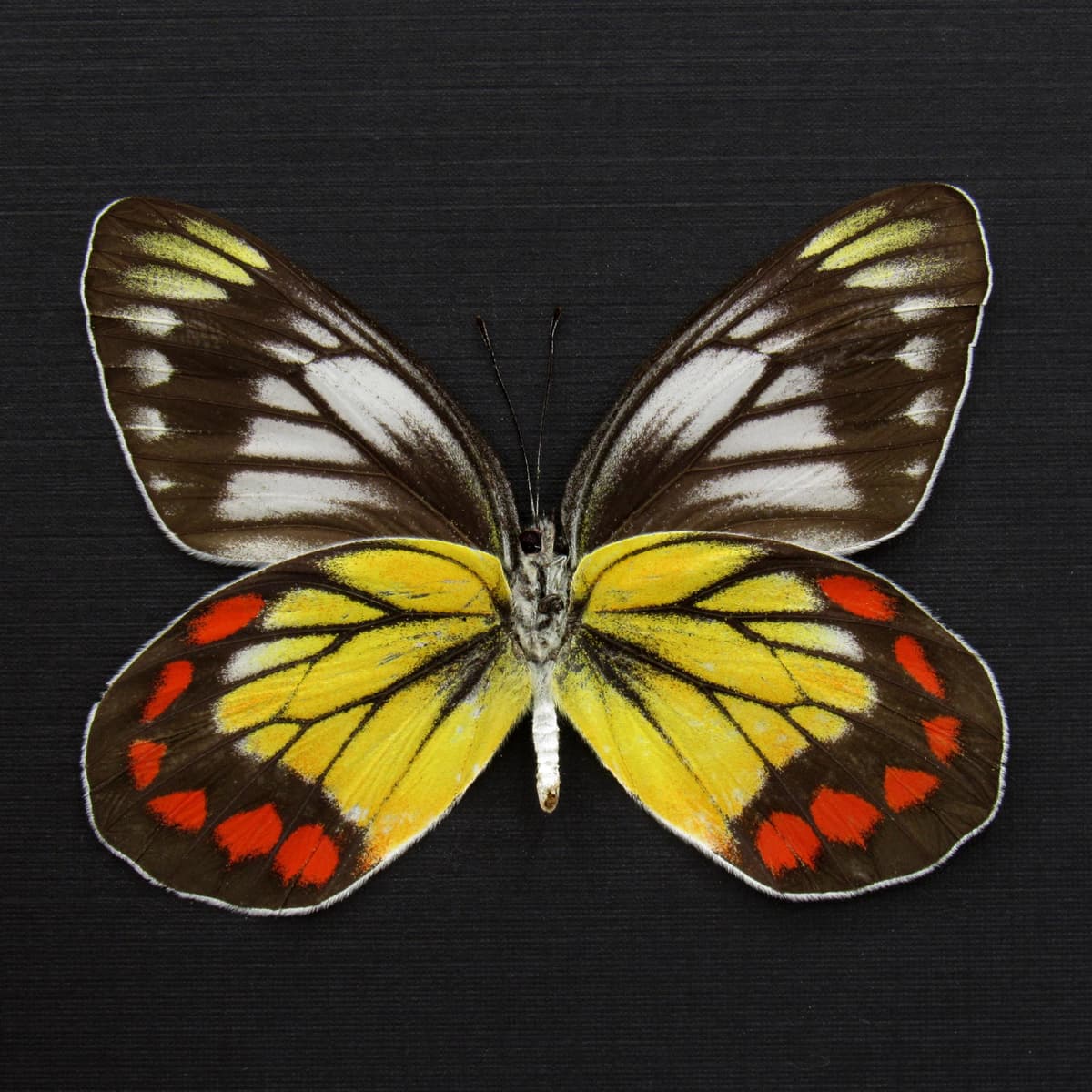 Rare Delias butterfly framed taxidermy - Delias rosenbergi - female