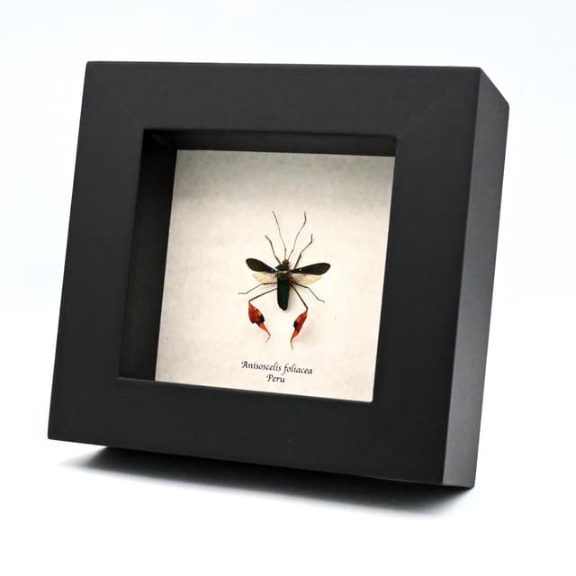 Rare orange Leaf Footed bug framed taxidermy - Anisoscelis foliacea