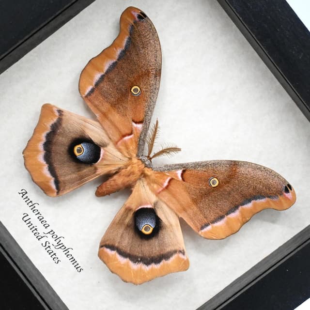 Real Polyphemus moth framed taxidermy - Antherea polyphemus
