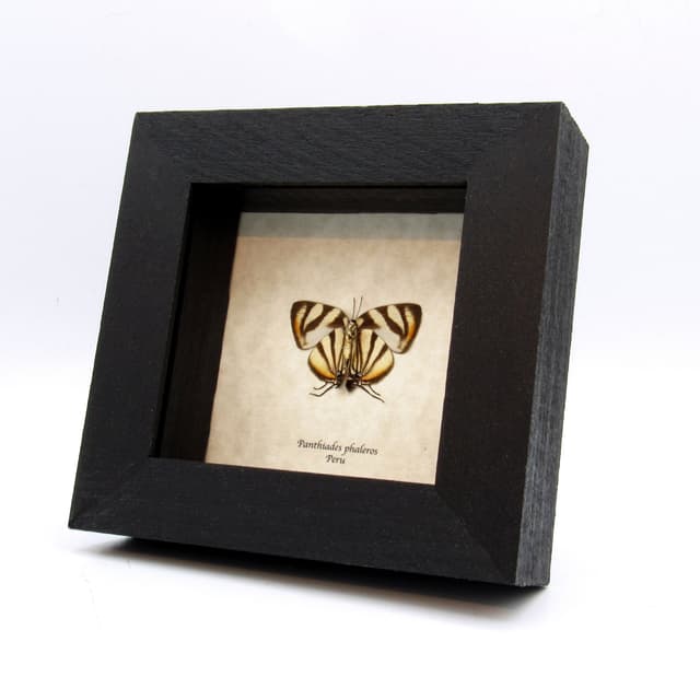 Real Phaleros Hairstreak butterfly framed taxidermy - Panthiades phaleros - female - Victorian mount