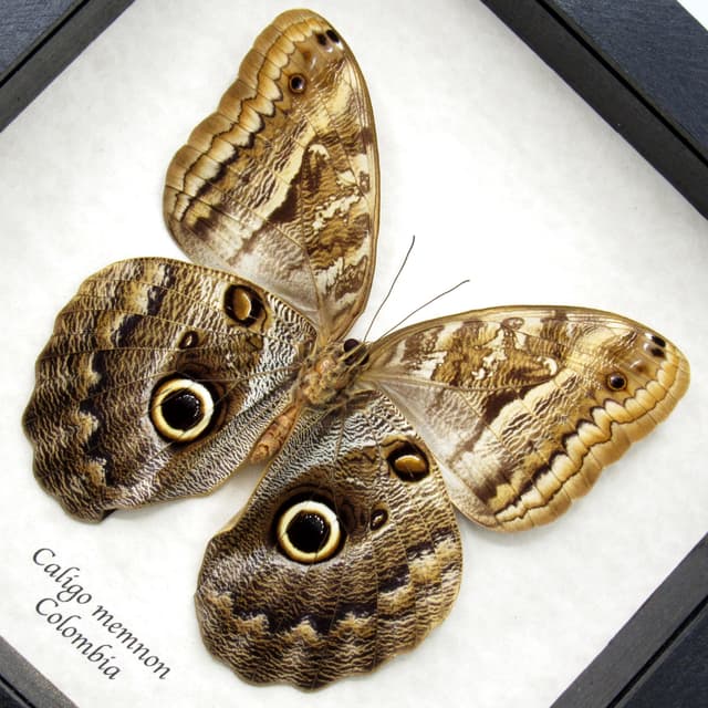 Real Giant Owl butterfly framed taxidermy - Caligo memnon - female
