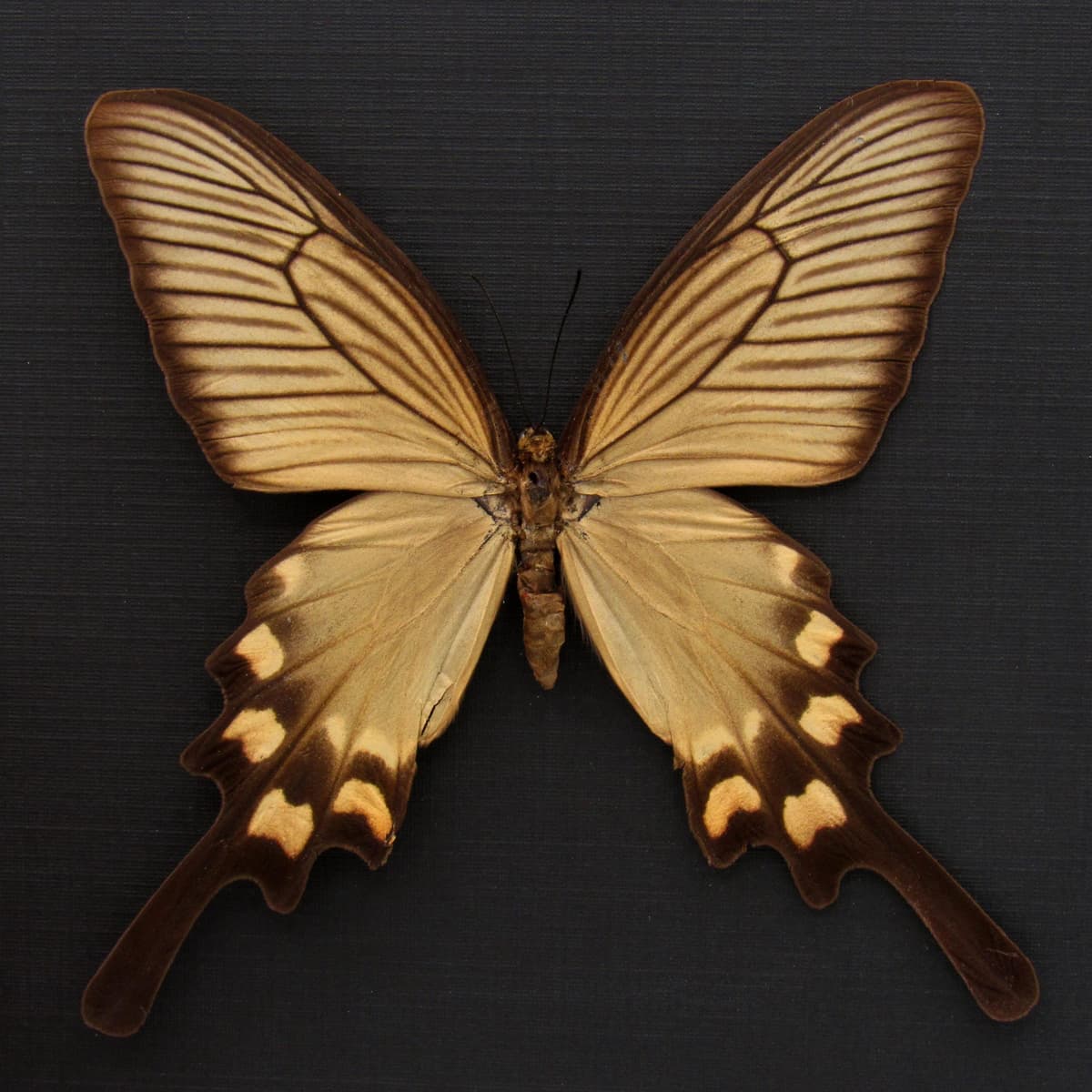 Real Windmill Swallowtail butterfly framed taxidermy - Byasa alcinous - female