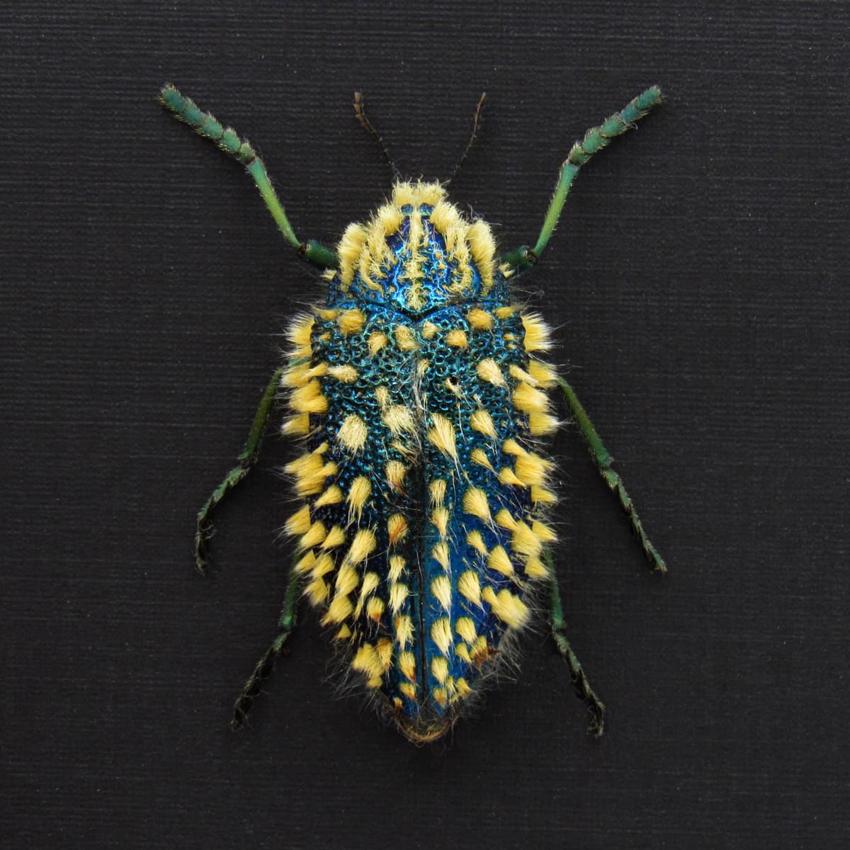 Rare XL hairy blue Jewel beetle framed taxidermy - Julodis viridipes - large size