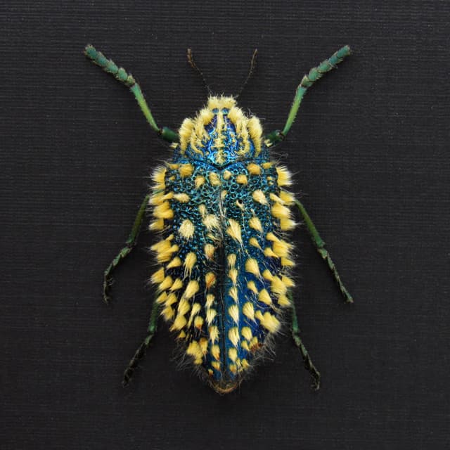 Rare XL hairy blue Jewel beetle framed taxidermy - Julodis viridipes - large size