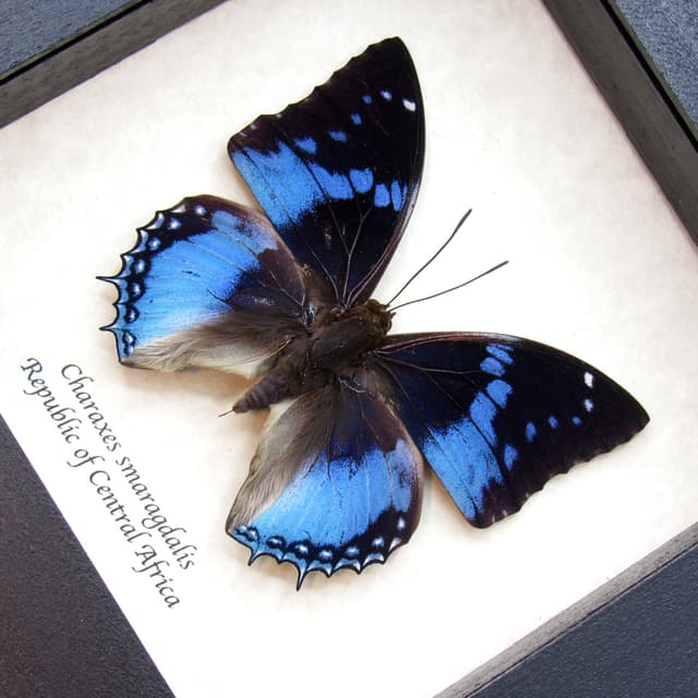 Real blue butterfly framed taxidermy - Charaxes smaragdalis