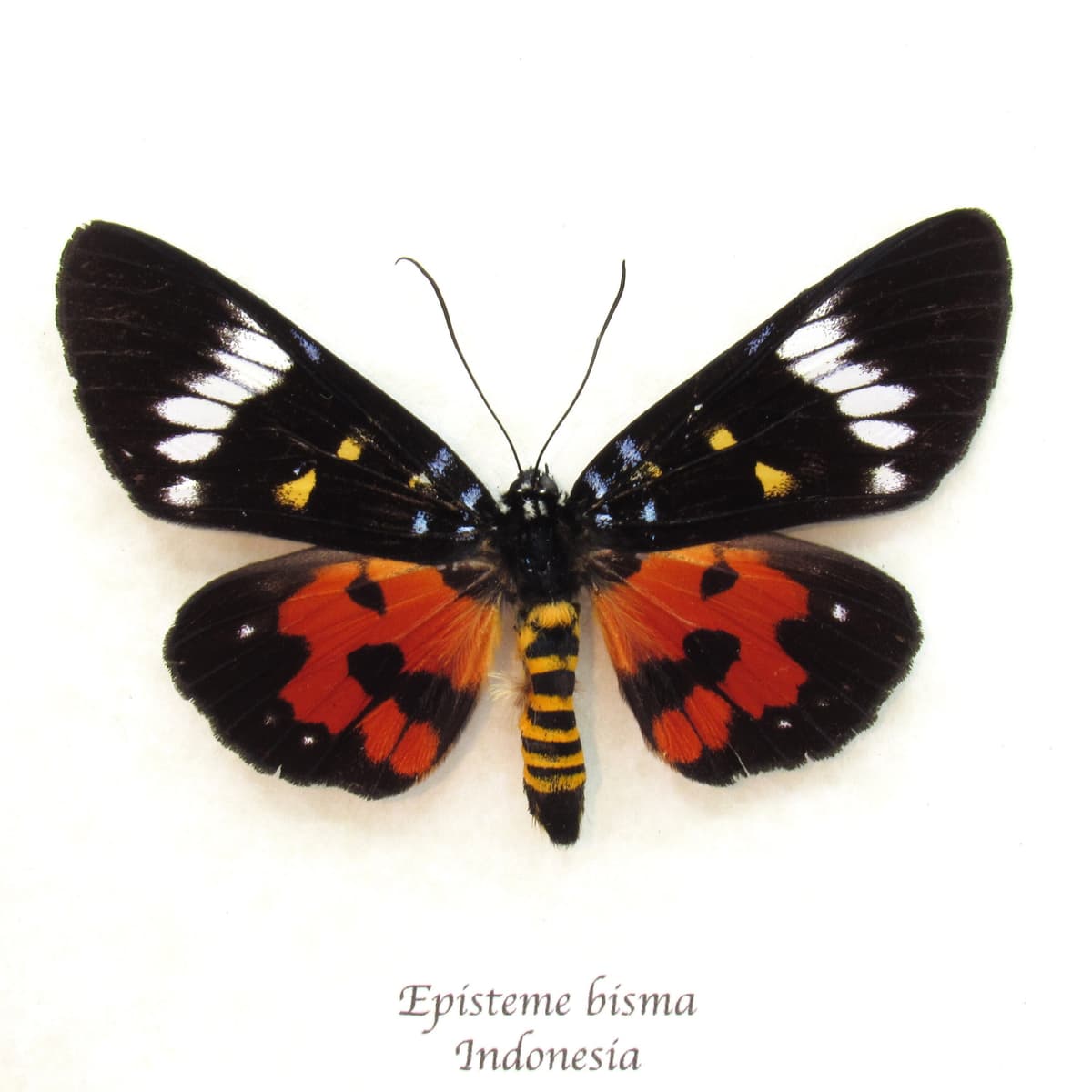 Real red Noctuid moth framed taxidermy - Episteme bisma