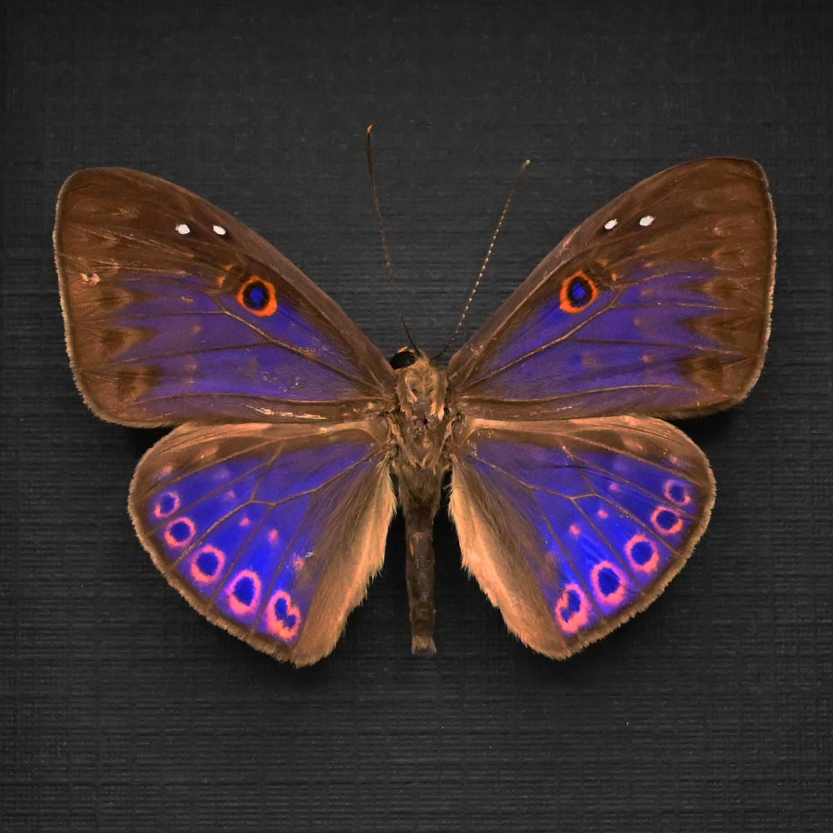 Rare iridescent pink Underleaf butterfly framed taxidermy - Eurybia caerulescens