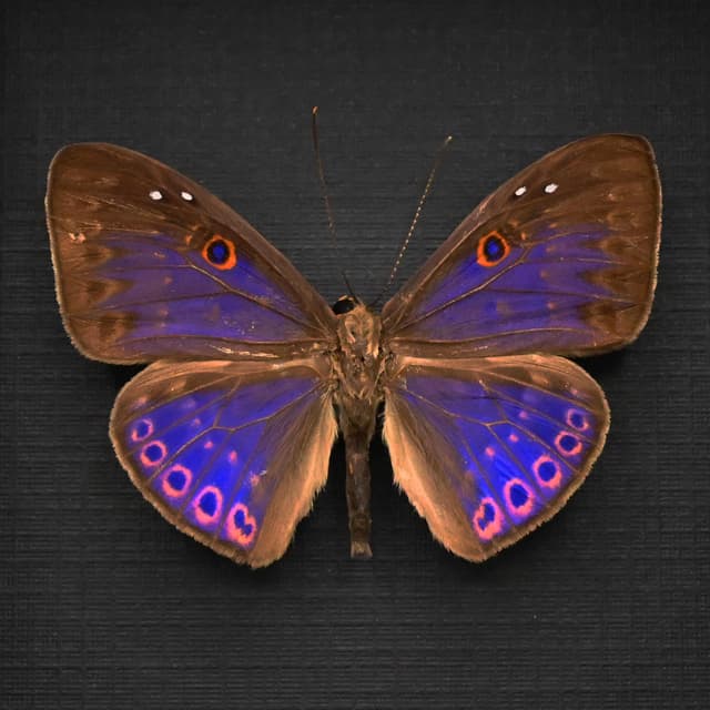 Rare iridescent pink Underleaf butterfly framed taxidermy - Eurybia caerulescens