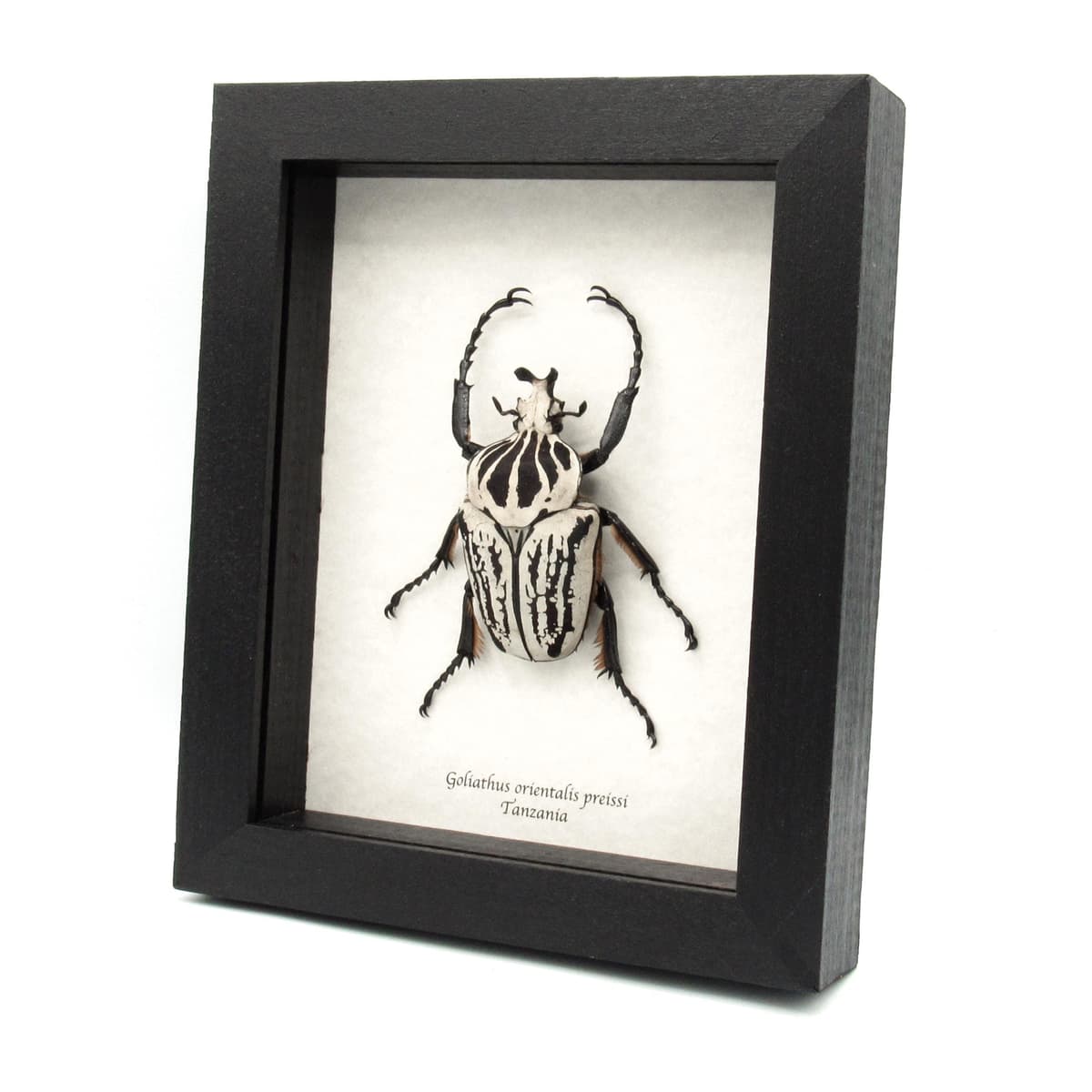 Real giant Flower beetle framed taxidermy - Goliathus orientalis preissi (usambarensis)