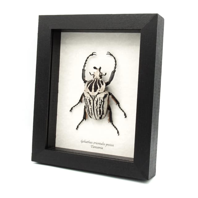 Real giant Flower beetle framed taxidermy - Goliathus orientalis preissi (usambarensis)