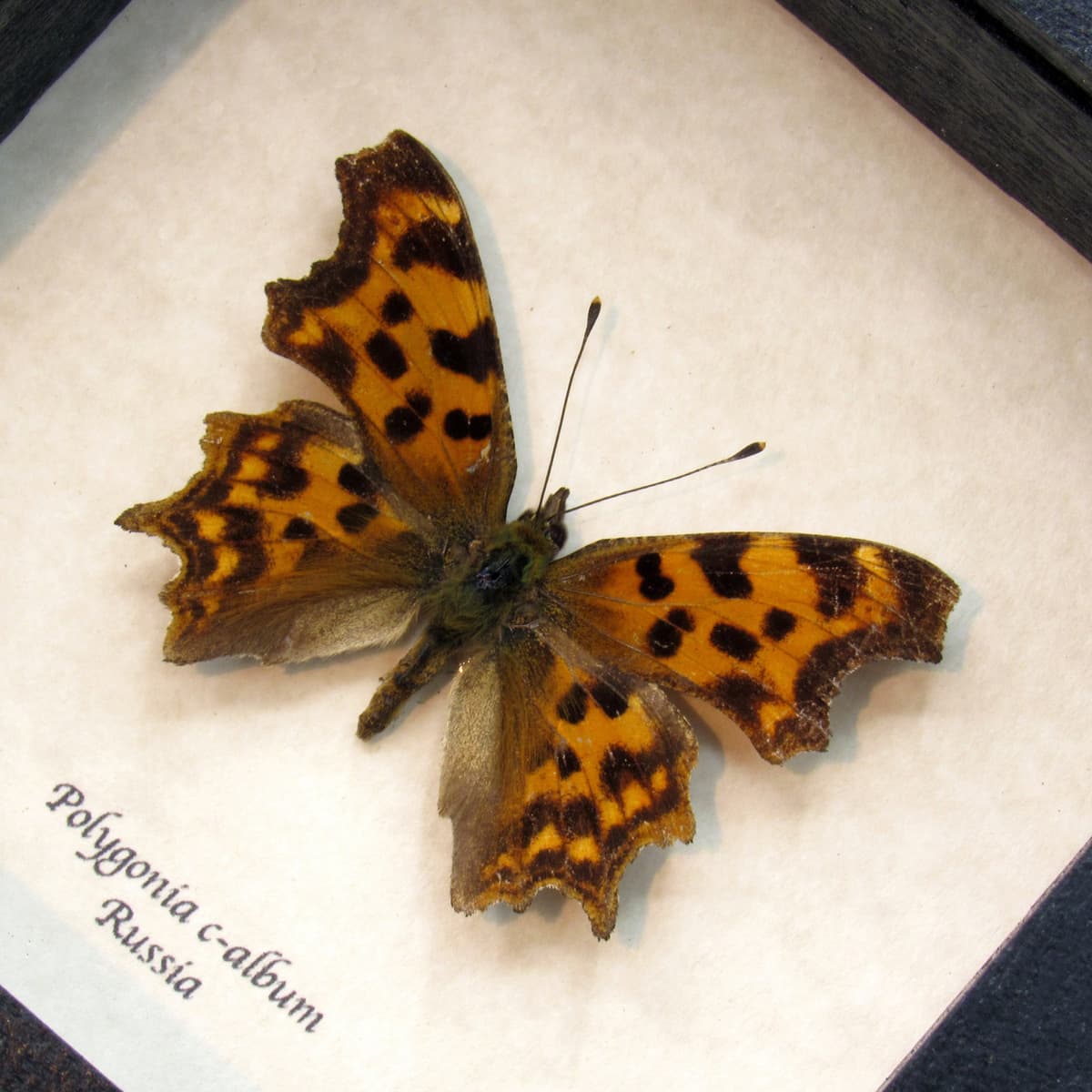 Real Comma Butterfly framed taxidermy - Polygonia c-album