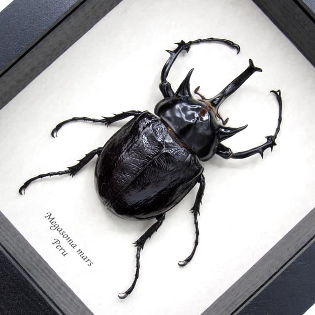 Real XXL Rhinoceros beetle framed taxidermy - Megasoma mars