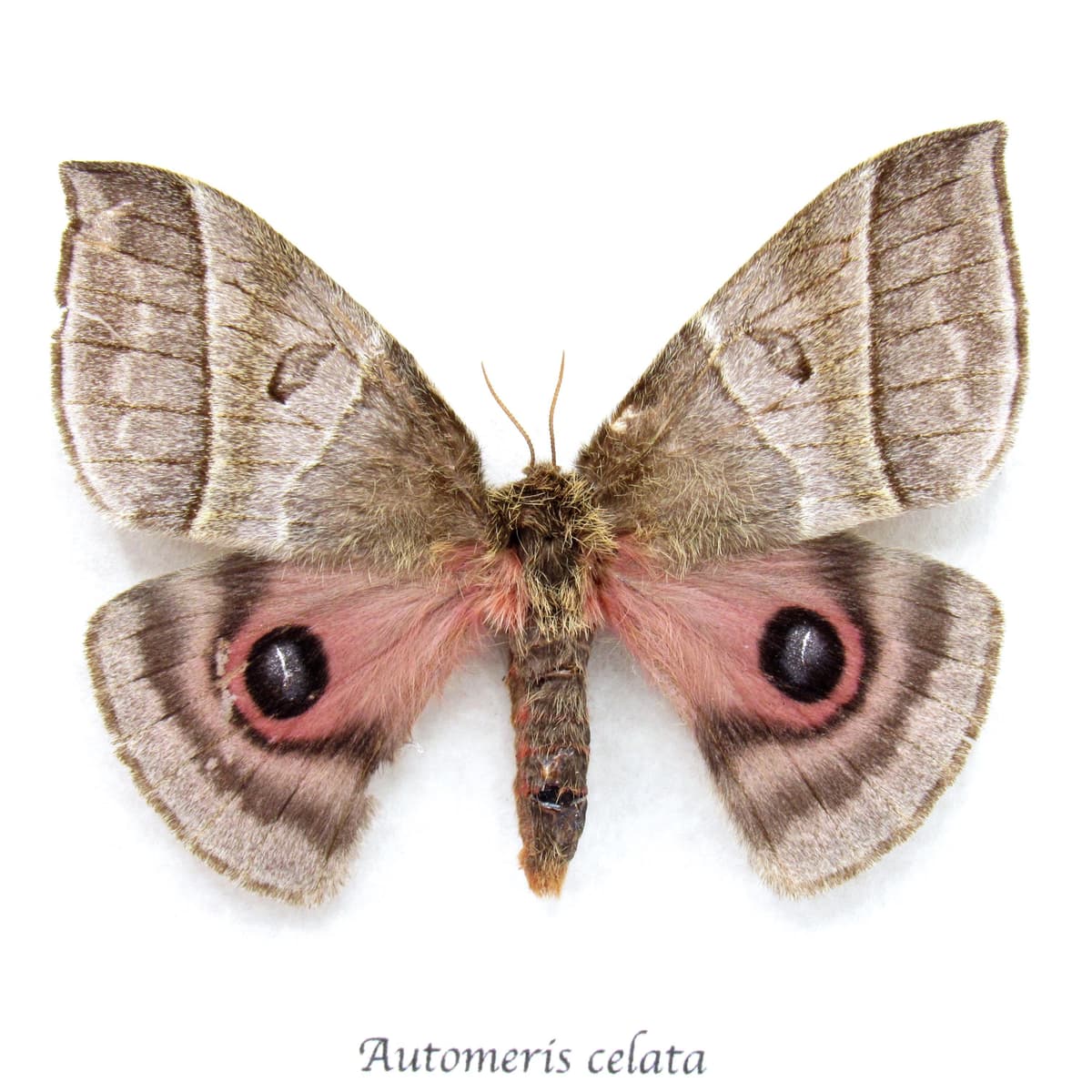 Real pink Saturn moth framed taxidermy - Automeris celata - female