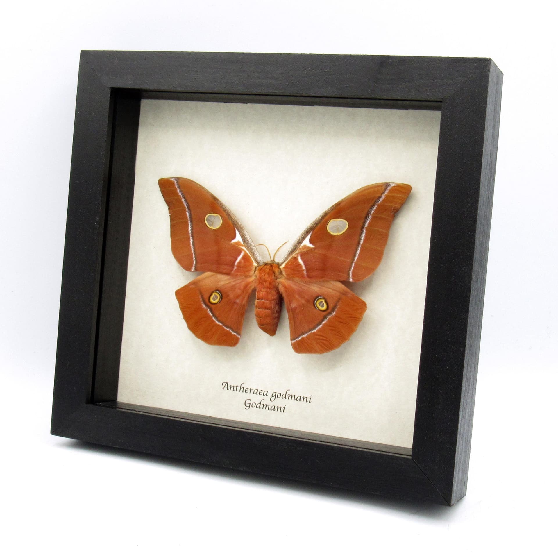 Very rare Giant Godman's Silkmoth framed taxidermy - Antheraea godmani - female - minor damage/repair
