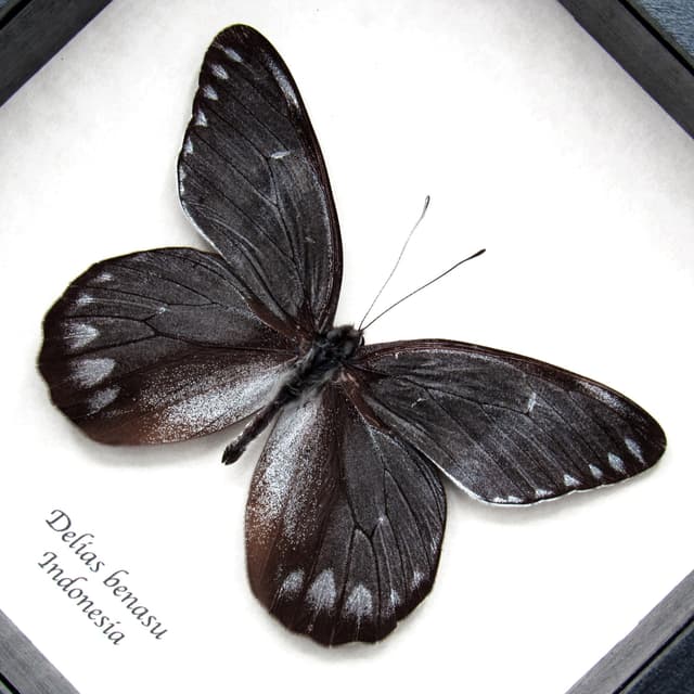Large steel grey Delias butterfly framed taxidermy - Delias benasu