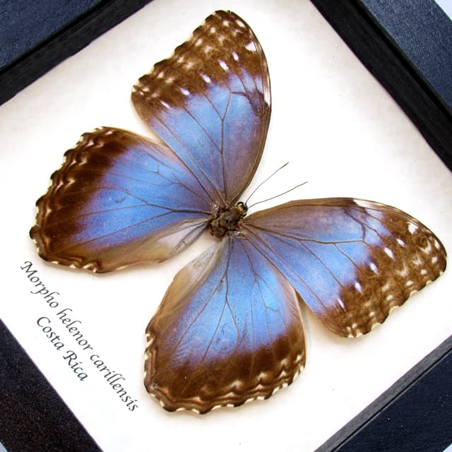 Real metallic blue butterfly framed taxidermy - Morpho helenor carillensis - female