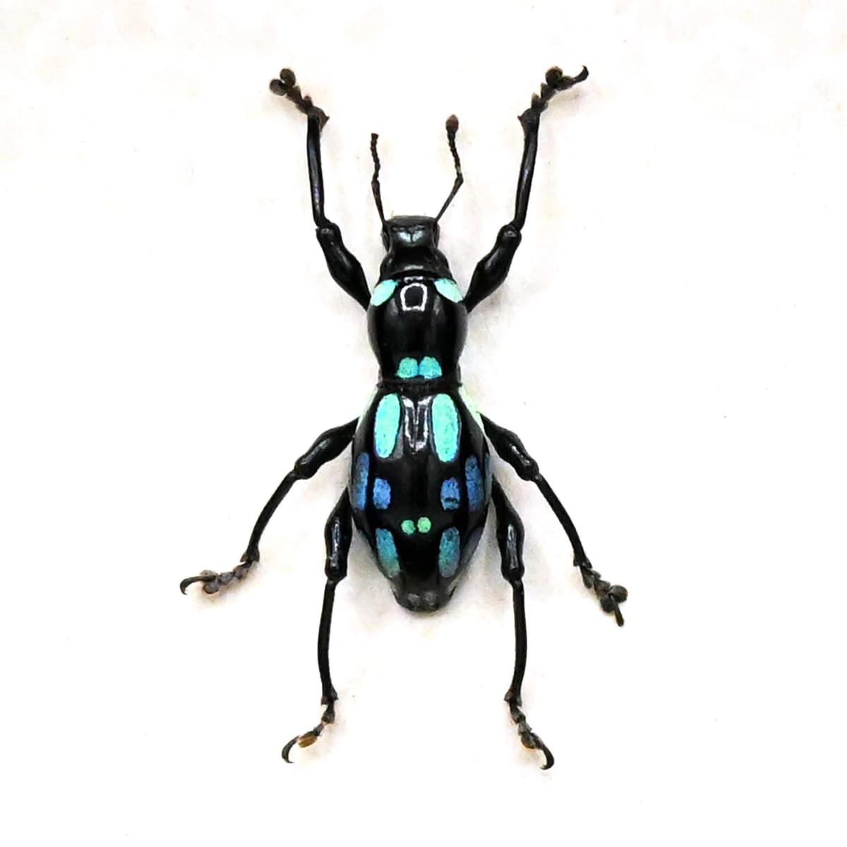 WEEVIL MANIA - Real blue beetle framed - Pachyrhynchus ocellatus - rare color form