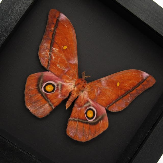 Real pink Giant Emperor moth framed taxidermy - Nudaurelia anthinoides - special color form - minor damage