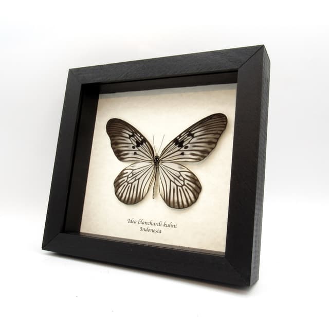 Real large Rice Wing butterfly framed taxidermy - Idea blanchardi kuhni - female