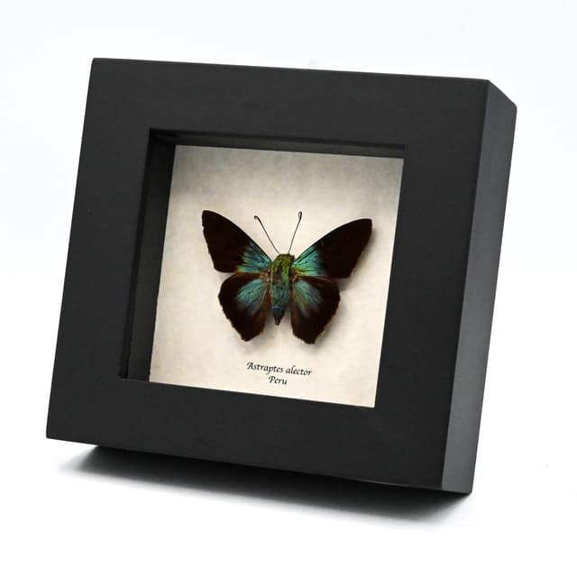 Real metallic Gilbert's Flasher butterfly framed taxidermy - Astraptes alector