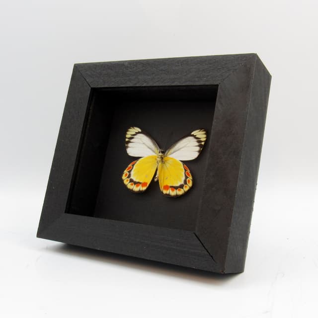 Real yellow butterfly framed taxidermy - Delias fasciata