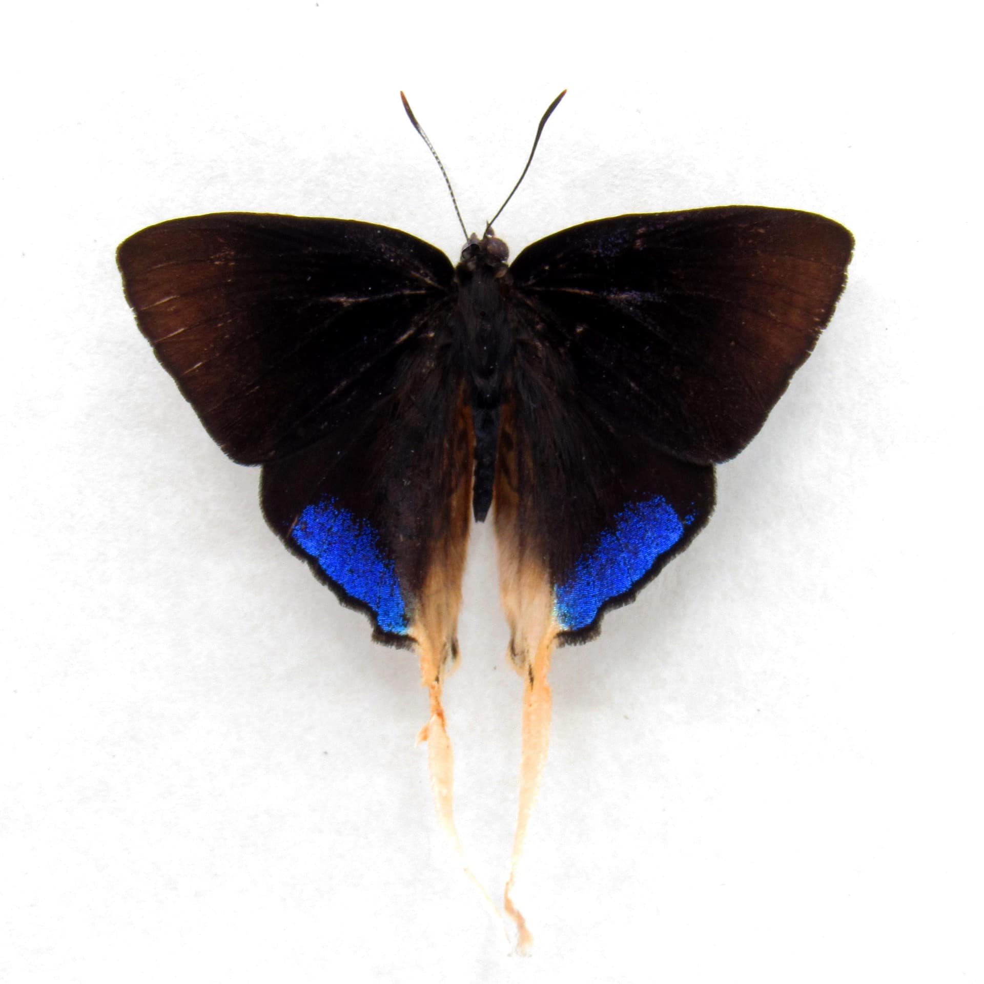 Rare long tailed blue butterfly framed specimen - Bindahara phocides