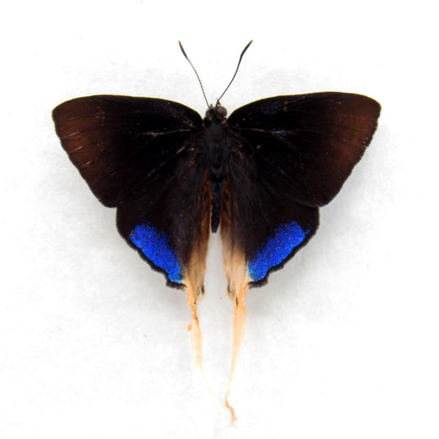 Rare long tailed blue butterfly framed specimen - Bindahara phocides