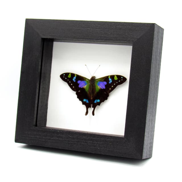 Real purple framed butterfly - Graphium weiskei - Victorian mount
