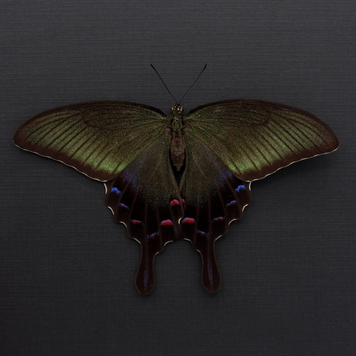 Rare XL black Peacock butterfly framed taxidermy - Papilio dehaani - large female - summer form - Victorian mount