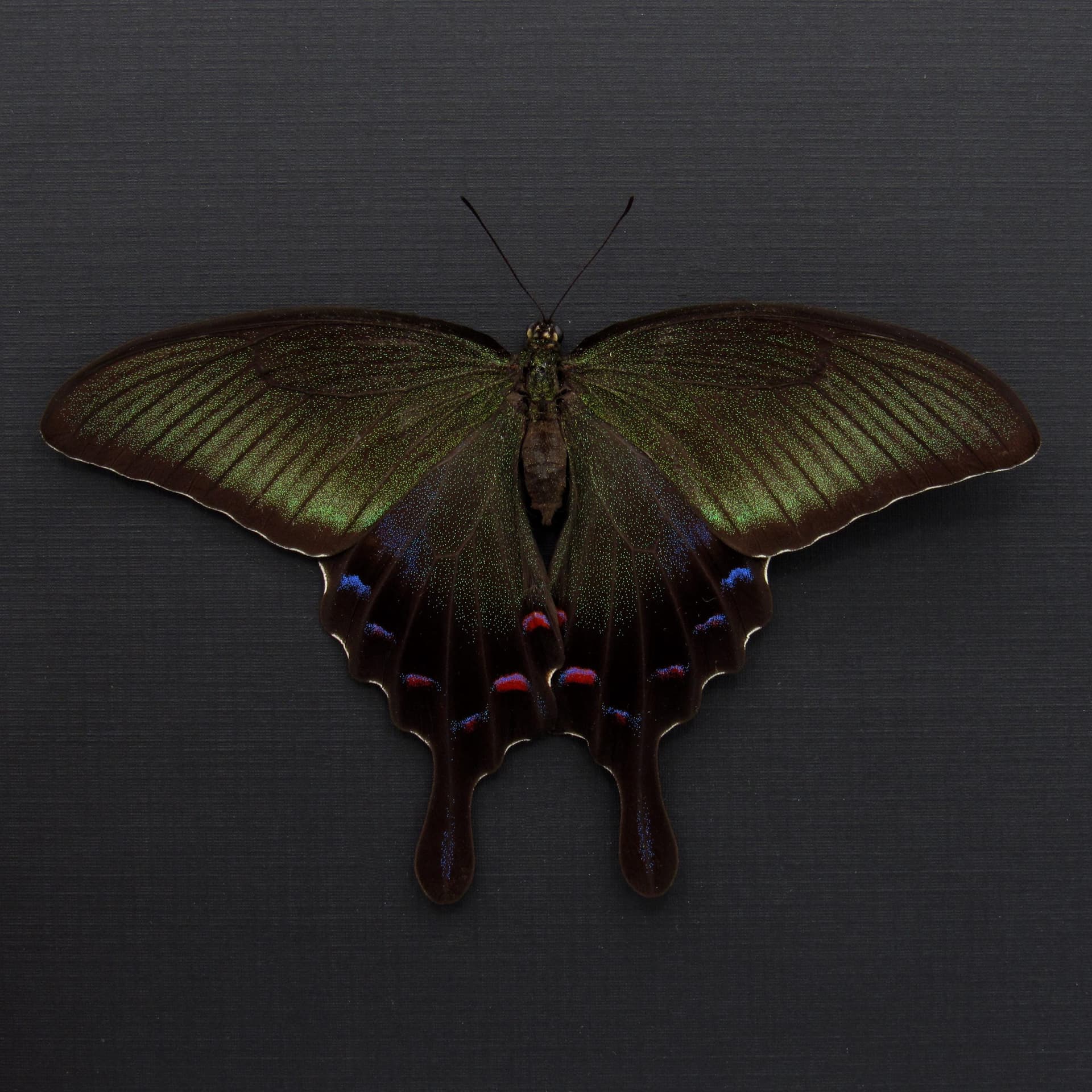 Rare XL black Peacock butterfly framed taxidermy - Papilio dehaani - large female - summer form - Victorian mount