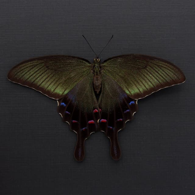Rare XL black Peacock butterfly framed taxidermy - Papilio dehaani - large female - summer form - Victorian mount