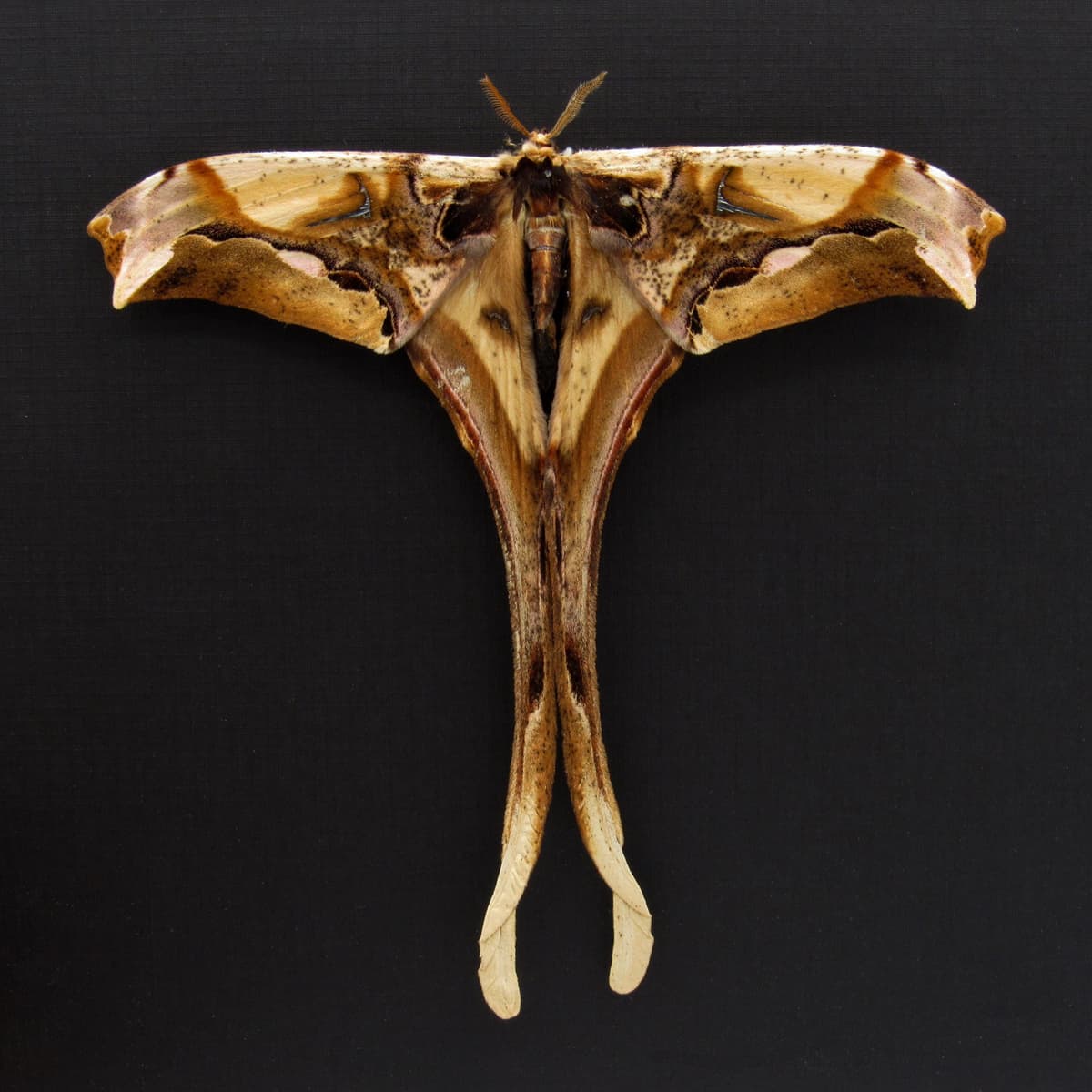 Rare Giant Saturn moth framed taxidermy - Copiopteryx derceto - Victorian mount
