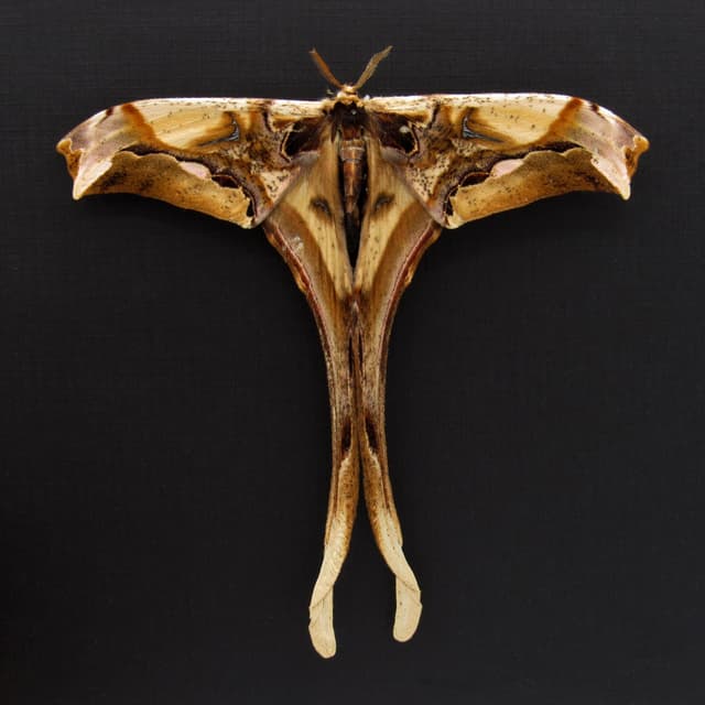 Rare Giant Saturn moth framed taxidermy - Copiopteryx derceto - Victorian mount
