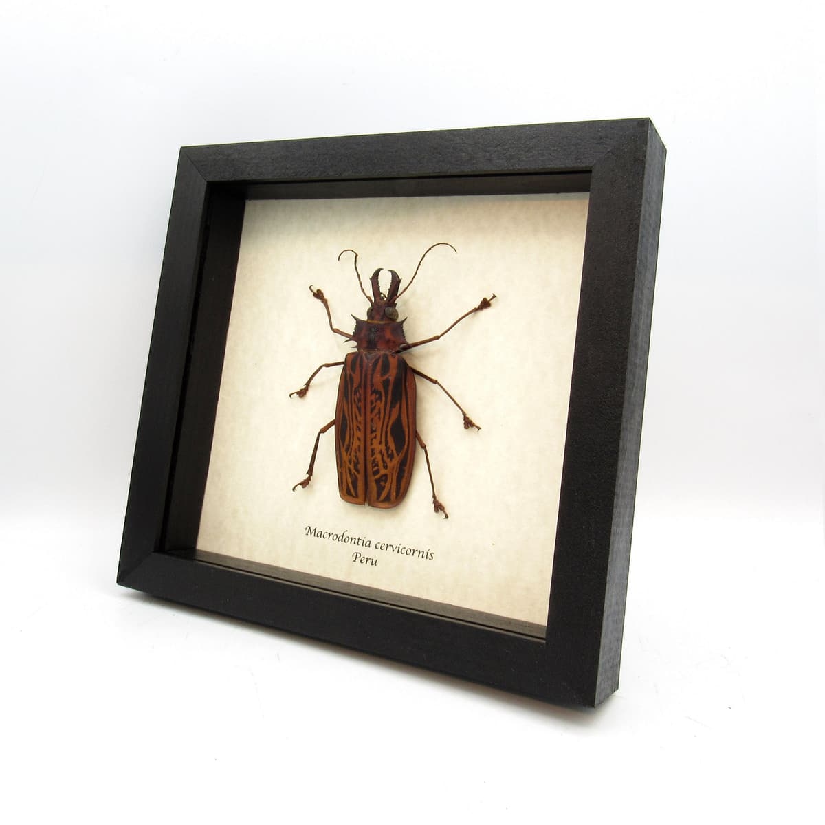 Real GIANT beetle framed taxidermy - Macrodontia cervicornis - female