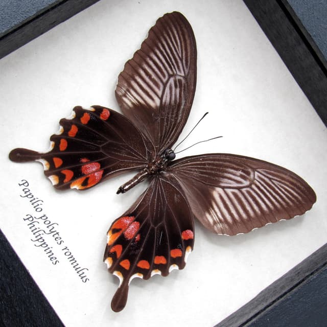 Real Swallowtail butterfly framed taxidermy - Papilio polytes romulus - female