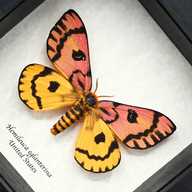 Real rare pink Western Sheep moth framed taxidermy - Hemileuca eglantarina - XL female