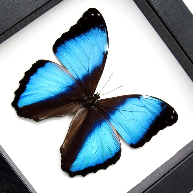 Real metallic blue butterfly framed taxidermy - Morpho deidamia