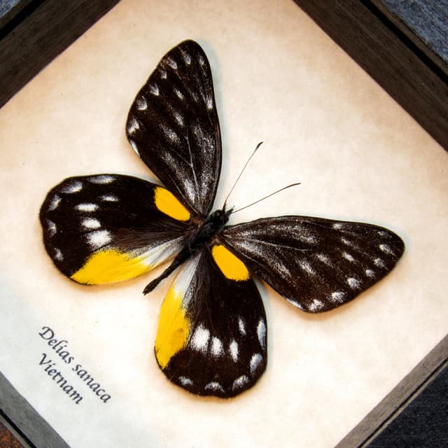 Rare Black Delias butterfly framed taxidermy - Delias sanaca