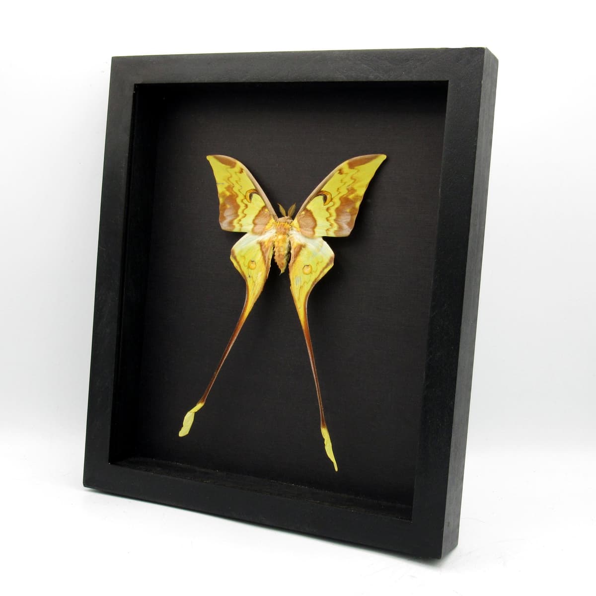 Real Giant Malaysian Moon moth framed taxidermy - Actias maenas - female