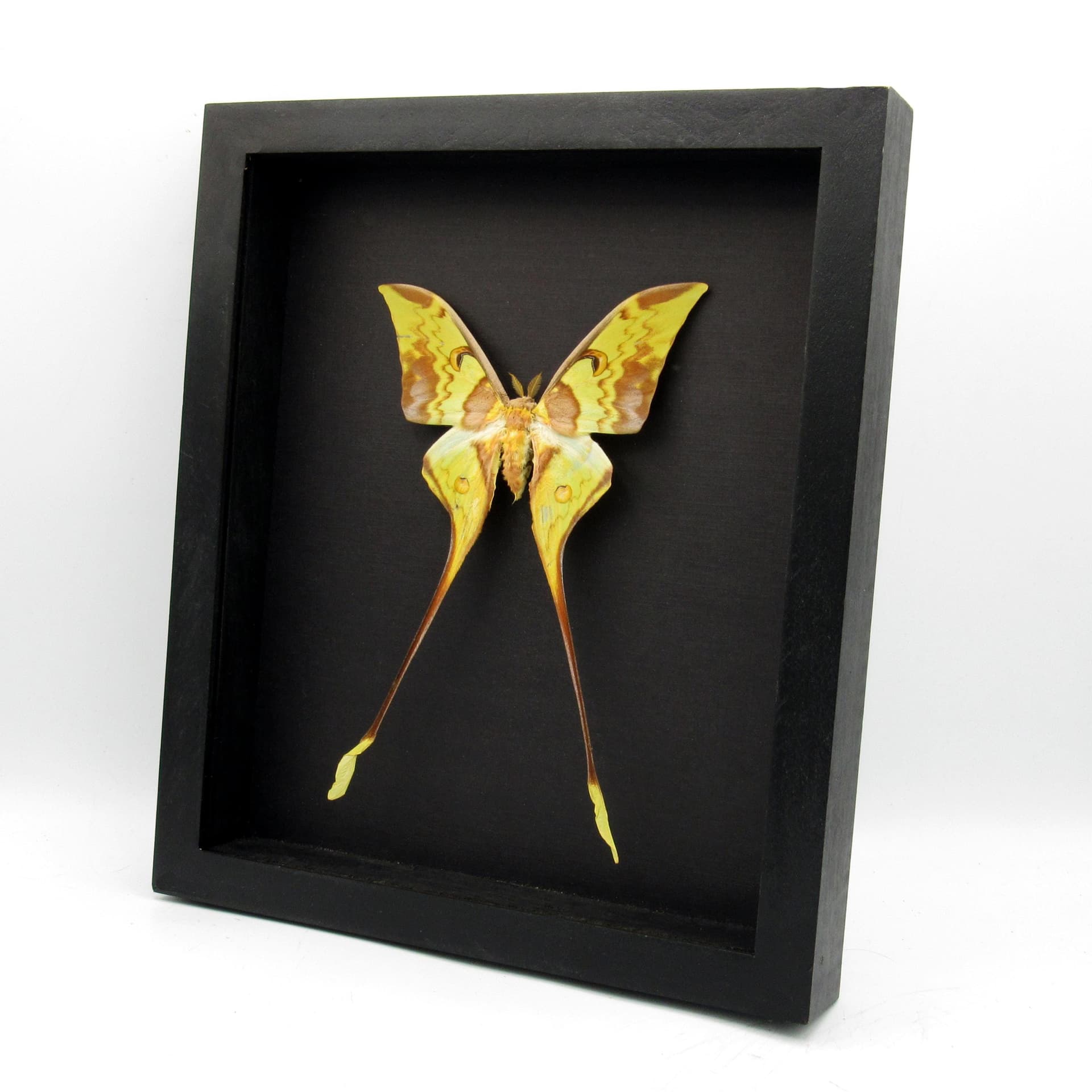 Real Giant Malaysian Moon moth framed taxidermy - Actias maenas - female