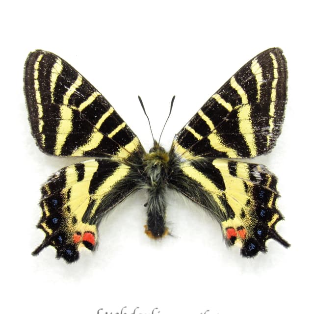 Real framed Princess Gifu Swallowtail butterfly framed specimen - Luehdorfia puziloi
