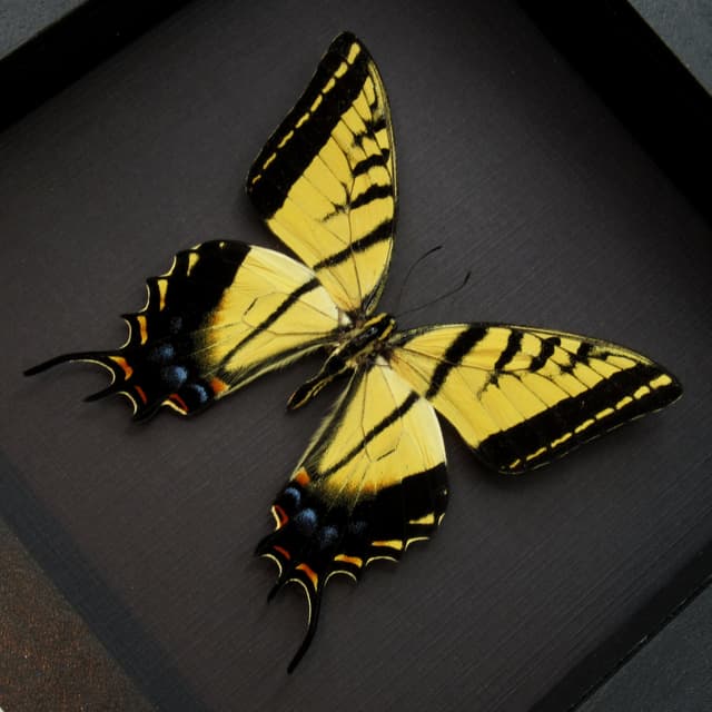 Rare large Two-Tailed Swallowtail framed - Papilio multicaudata grandiosus