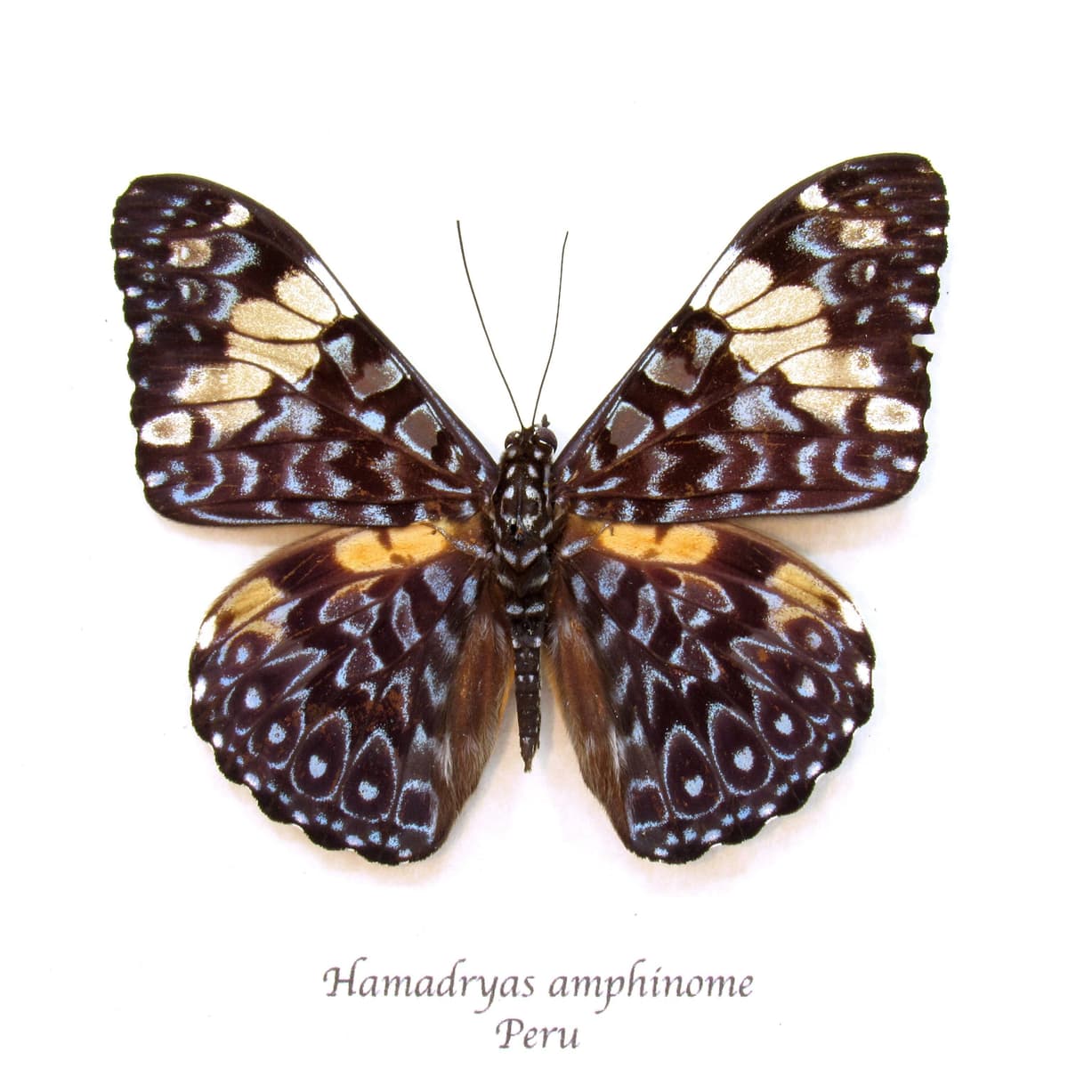 Real blue butterfly framed taxidermy - Hamadryas amphinome