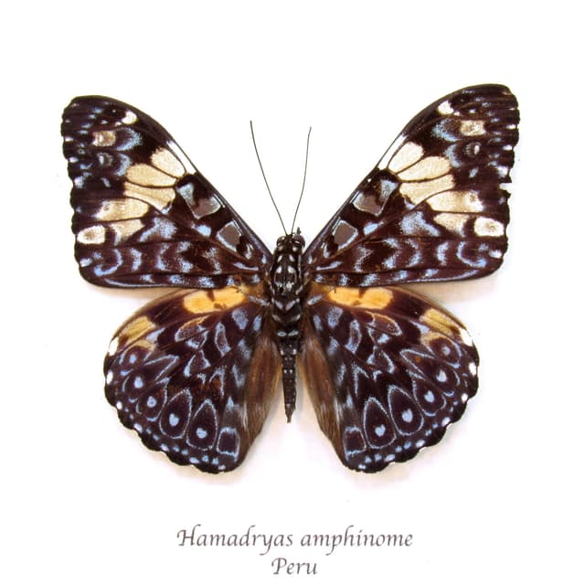 Real blue butterfly framed taxidermy - Hamadryas amphinome